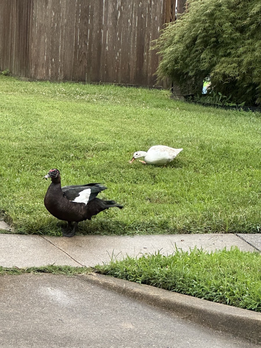 Muscovy Duck - ML642150341
