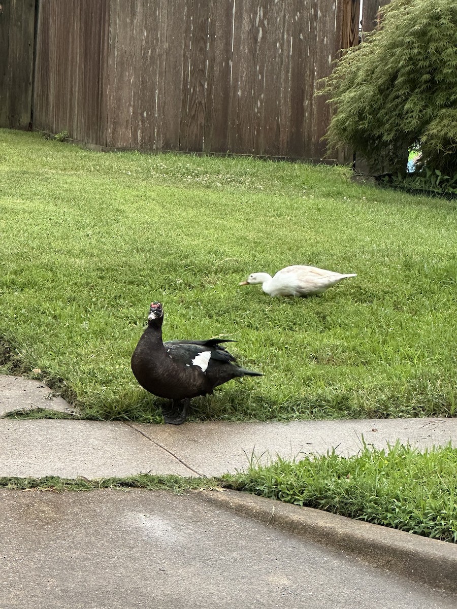 Muscovy Duck - ML642150342