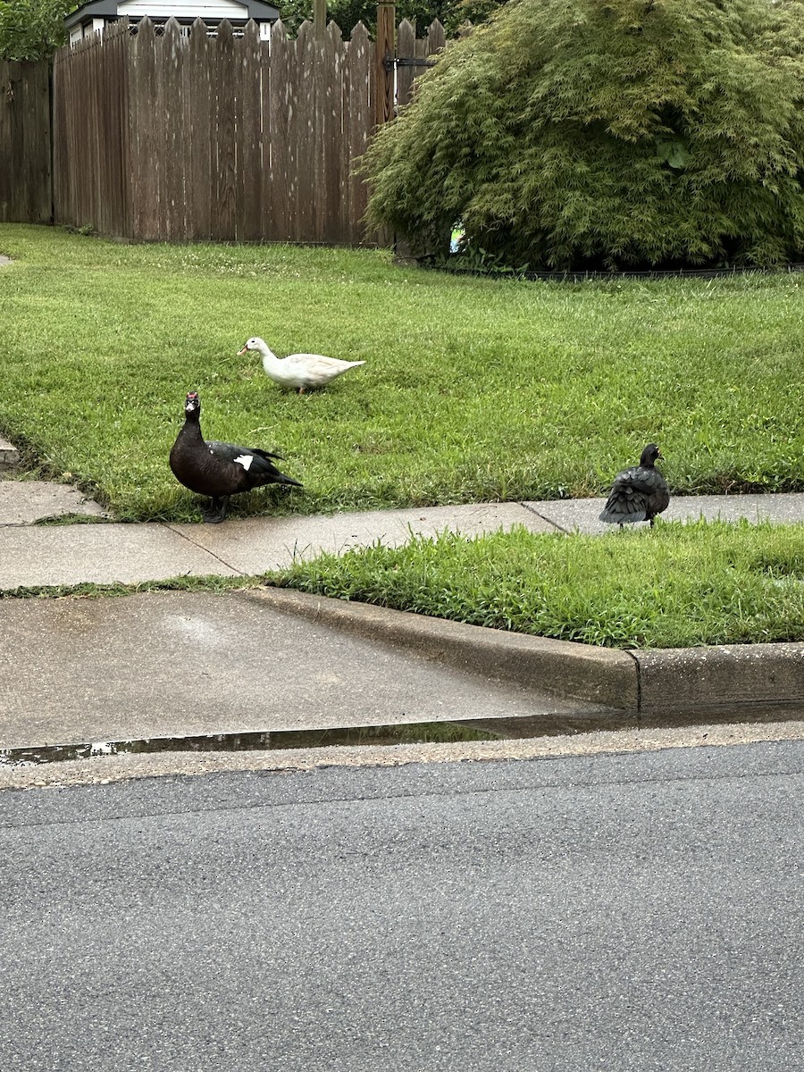 Muscovy Duck - ML642150343