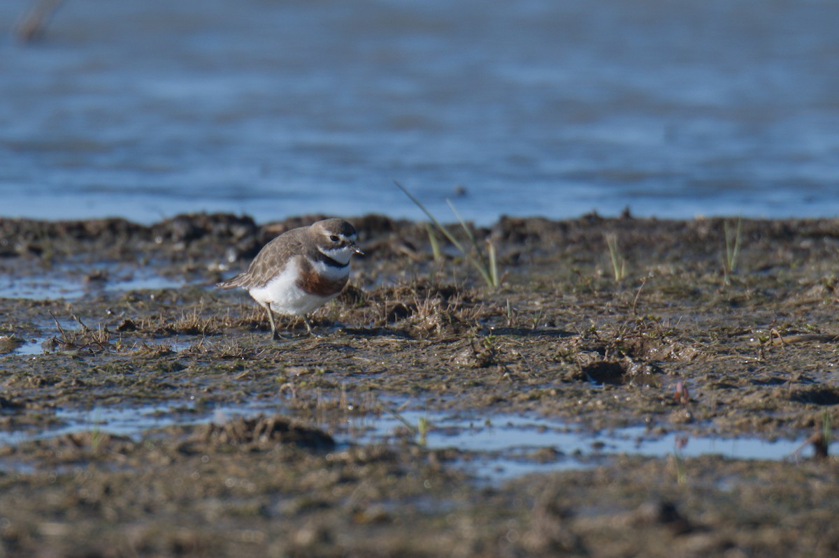 Double-banded Plover - ML642150347