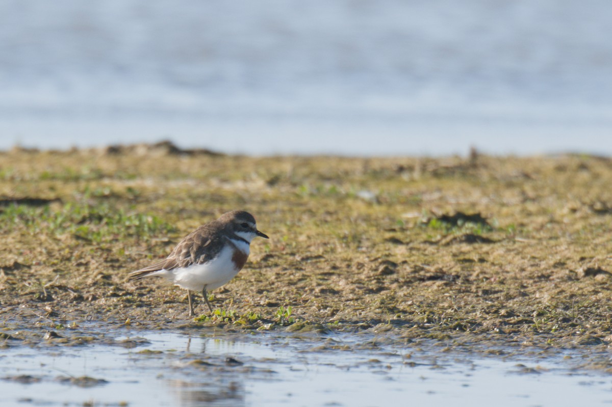 Double-banded Plover - ML642150348