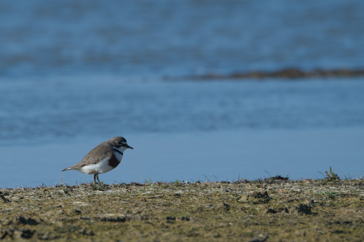 Double-banded Plover - ML642150349