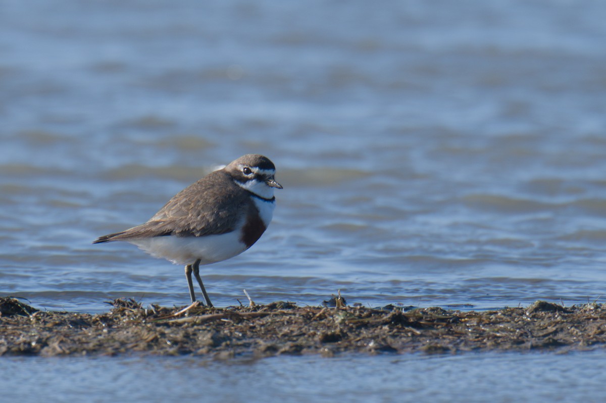 Double-banded Plover - ML642150353