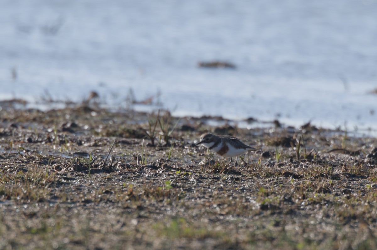 Double-banded Plover - ML642150354