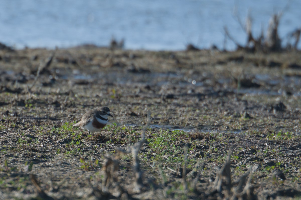 Double-banded Plover - ML642150355