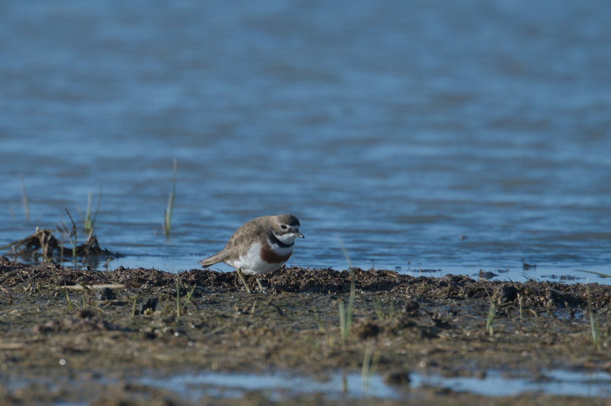Double-banded Plover - ML642150356