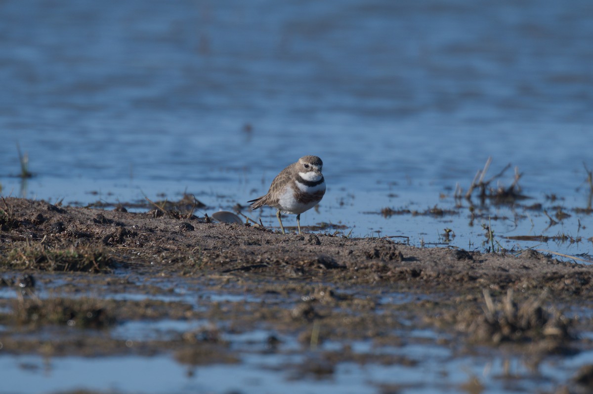 Double-banded Plover - ML642150357