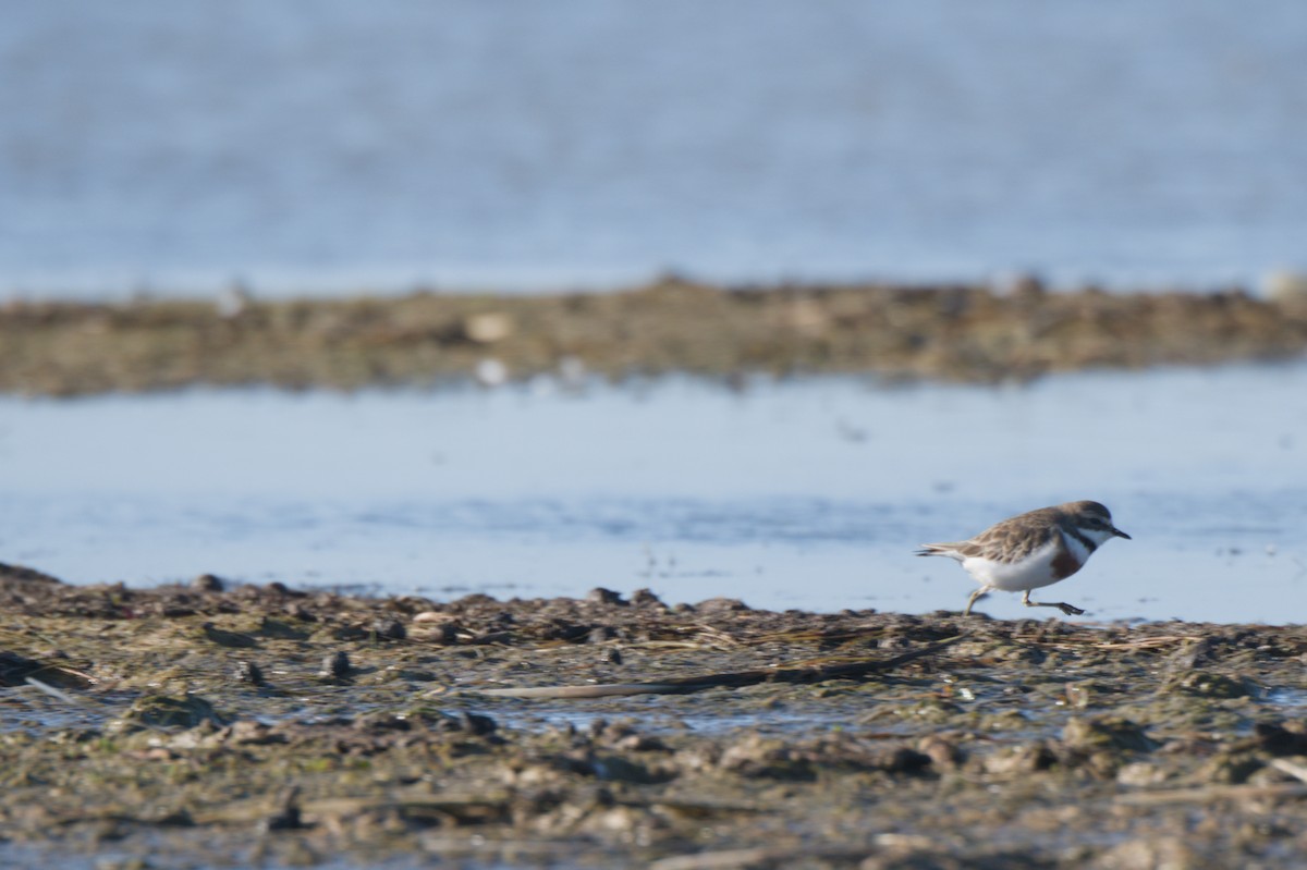 Double-banded Plover - ML642150358