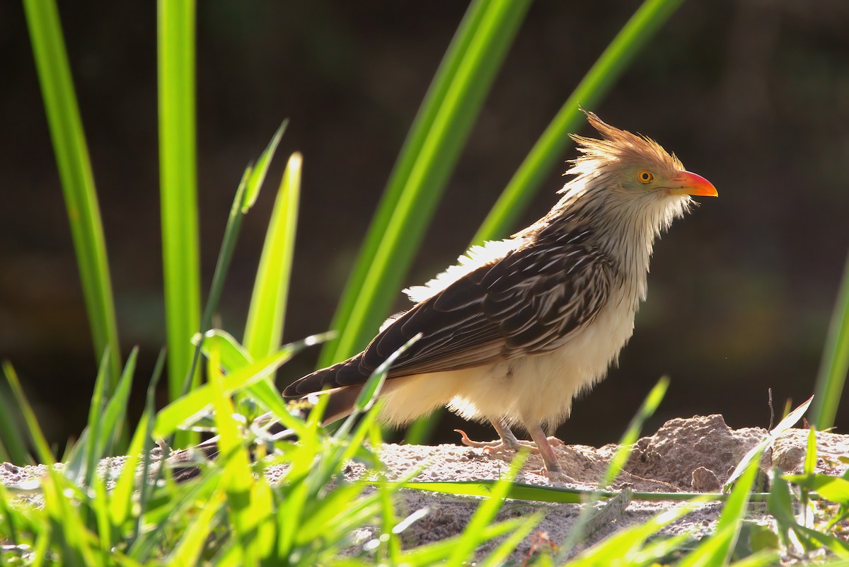 Guira Cuckoo - ML642150359
