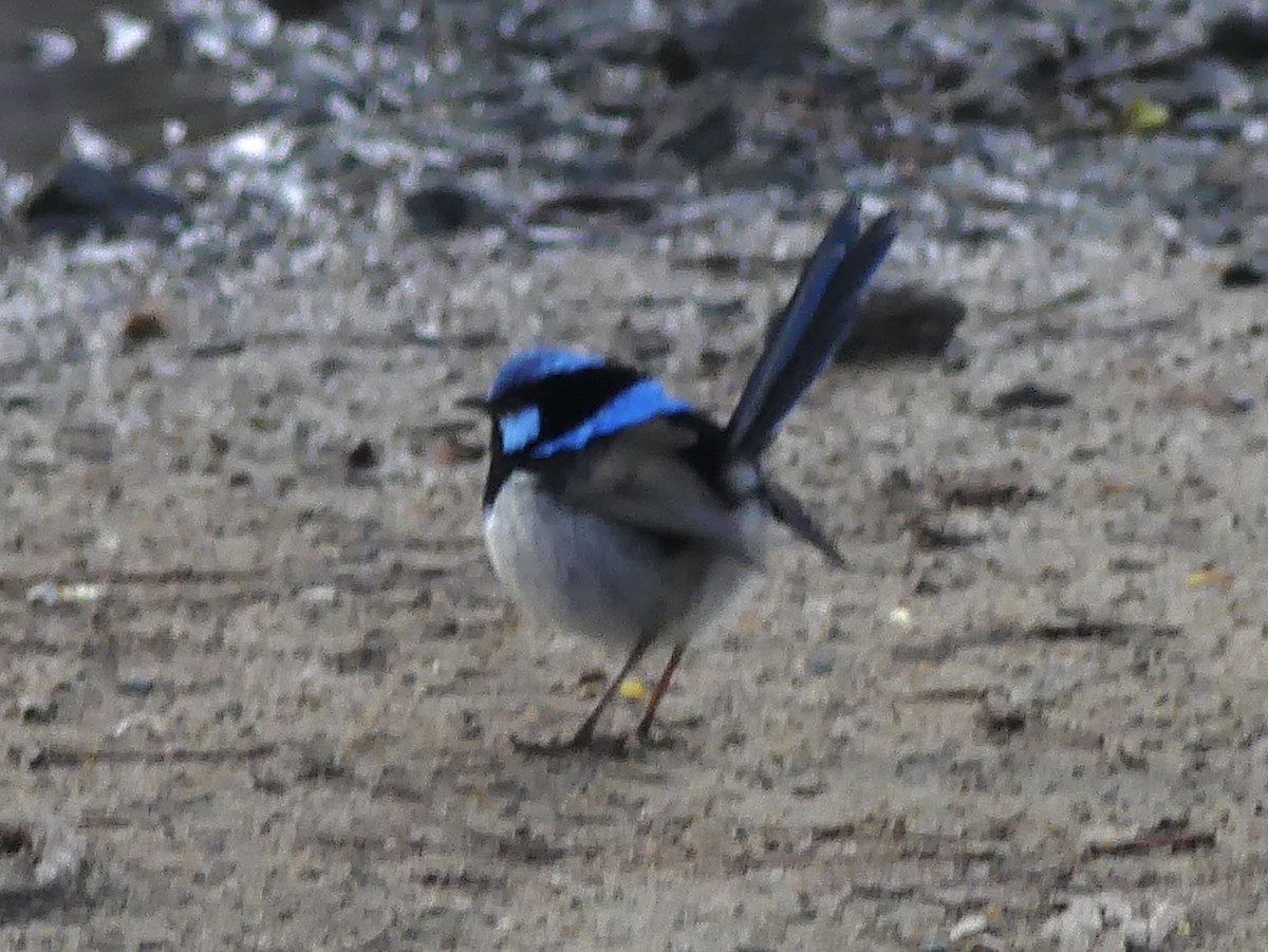 Superb Fairywren - ML642150386
