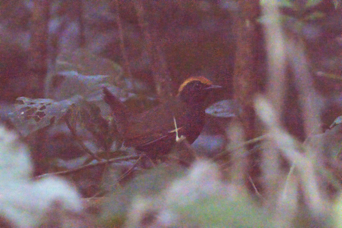 Rufous-capped Antthrush - ML642150442