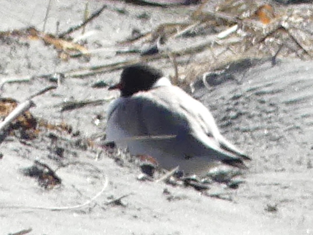 Hooded Plover - ML642150444