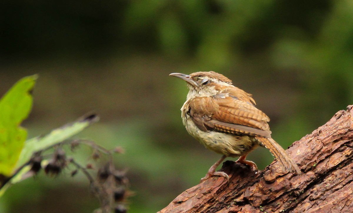 Carolina Wren - ML642150455