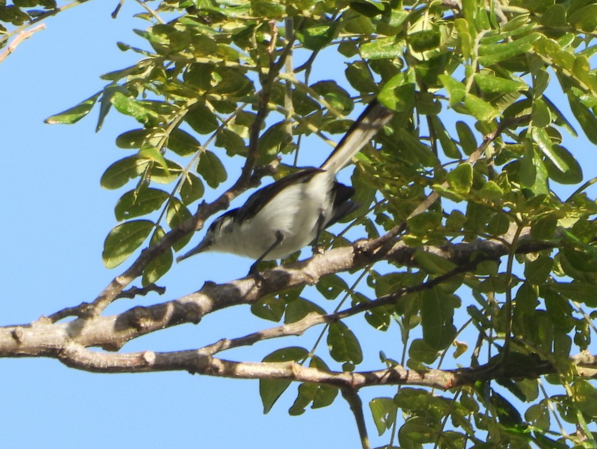 White-browed Gnatcatcher - ML642150458