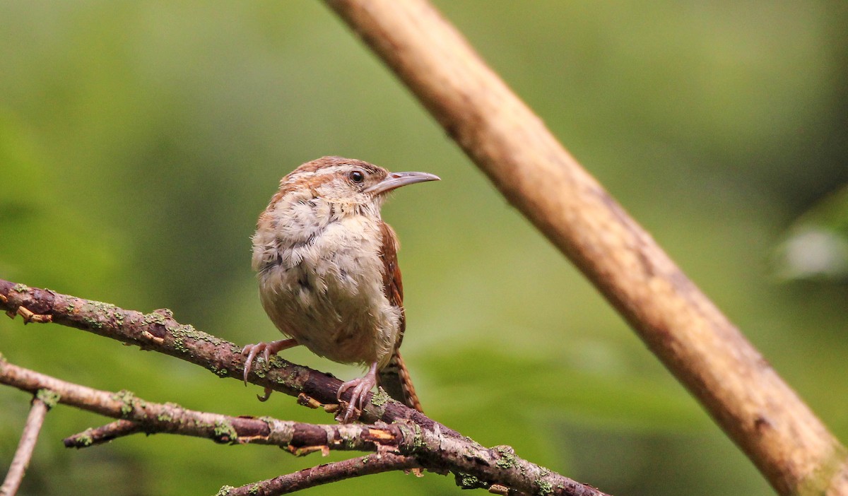 Carolina Wren - ML642150467