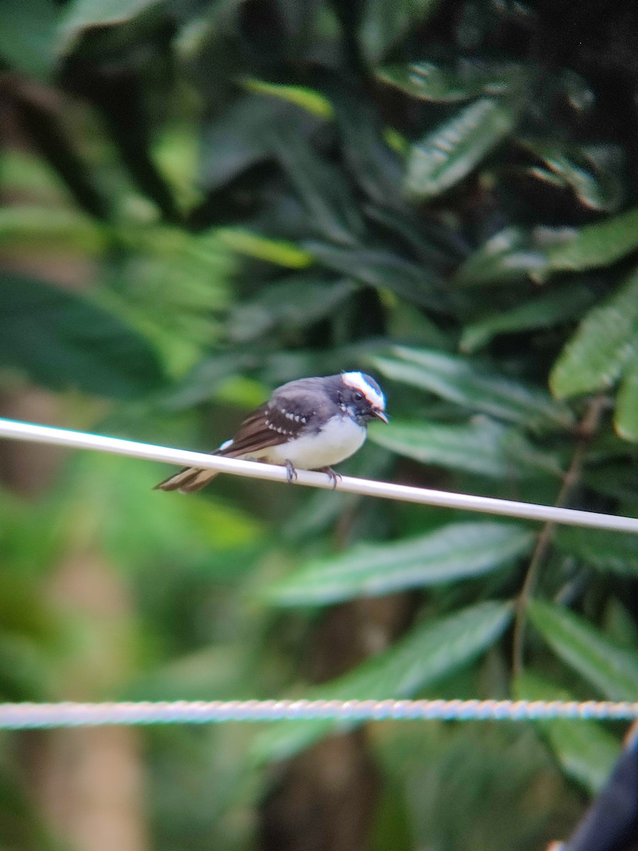 マミジロオウギビタキ - ML642150542