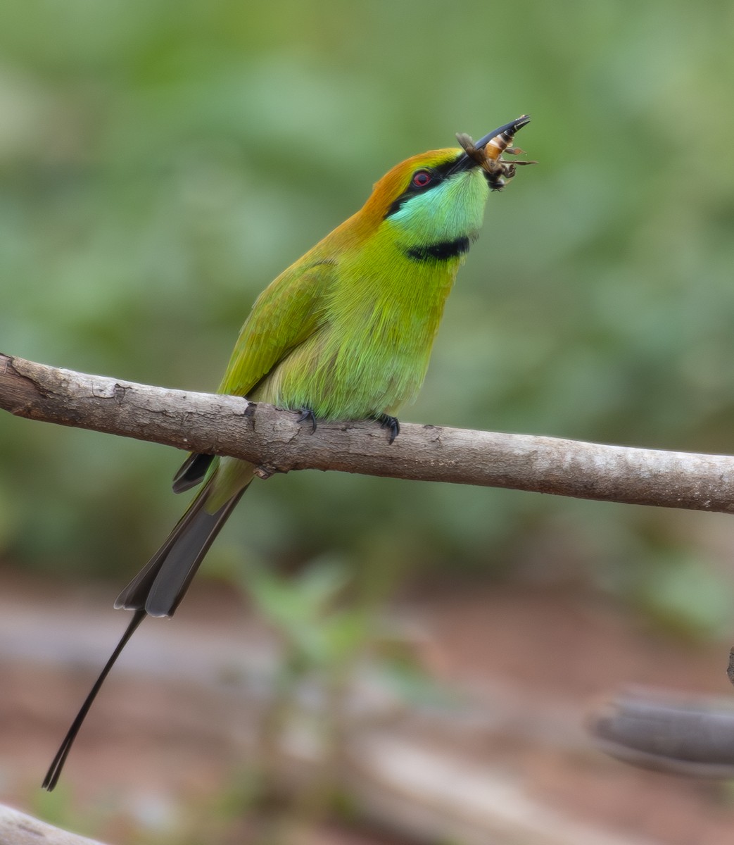 Asian Green Bee-eater - ML642150543