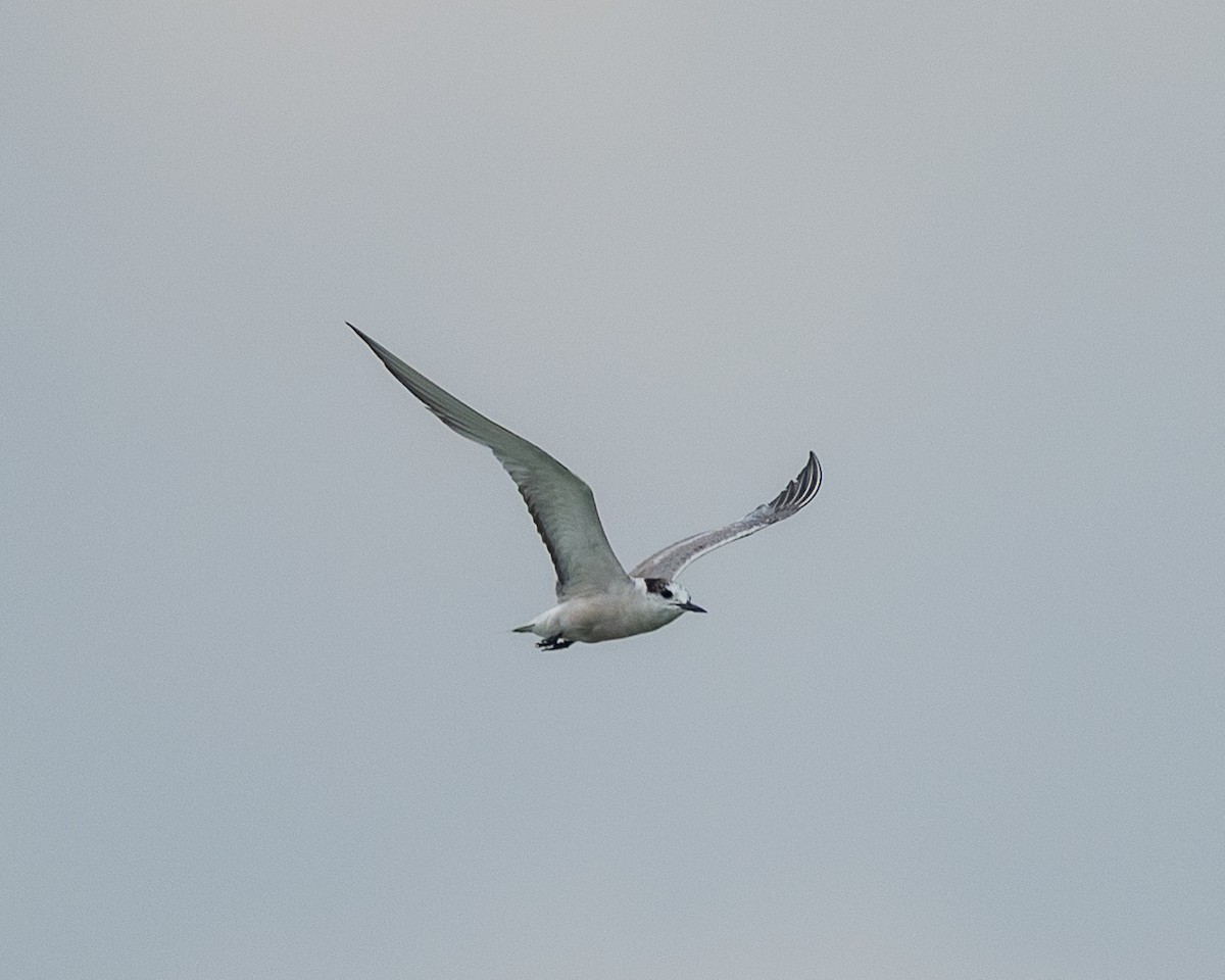 Aleutian Tern - ML642150564