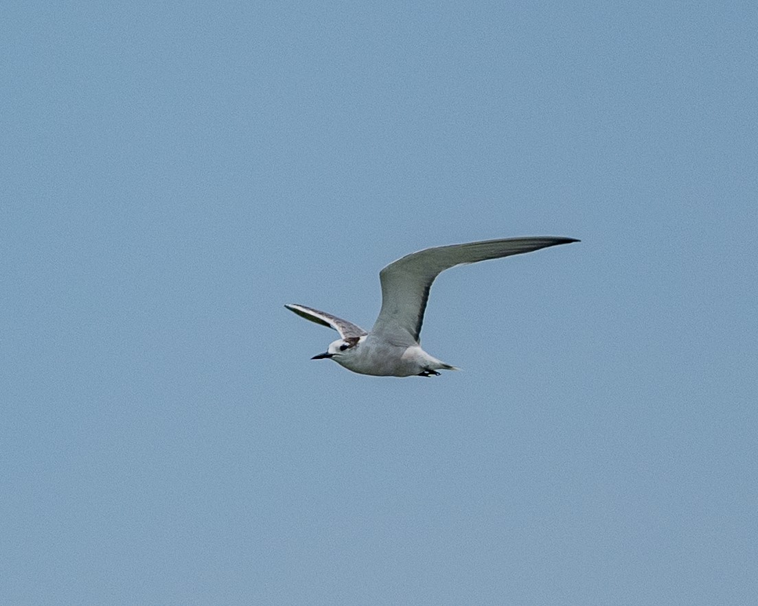 Aleutian Tern - ML642150565