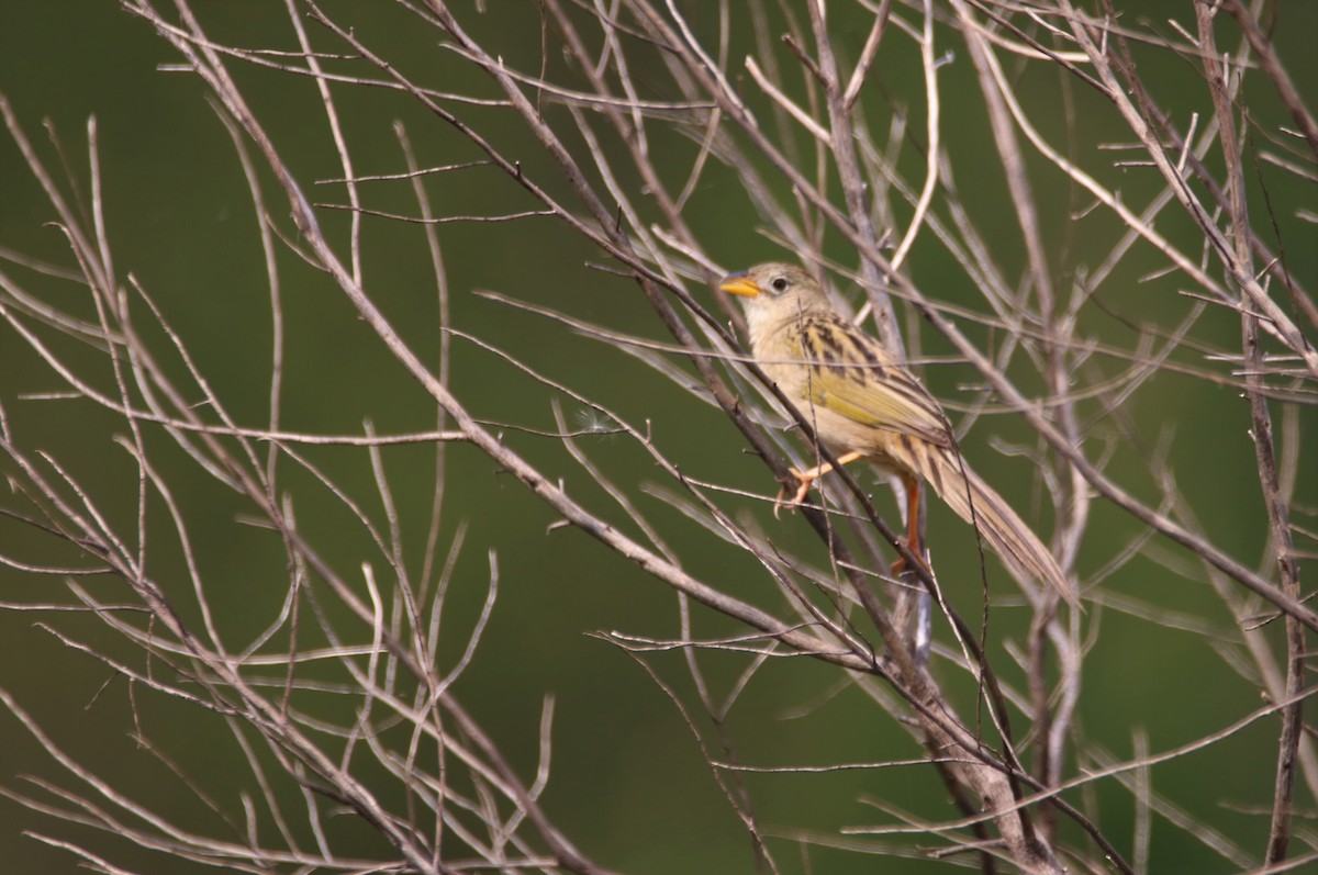 Wedge-tailed Grass-Finch - ML642150575