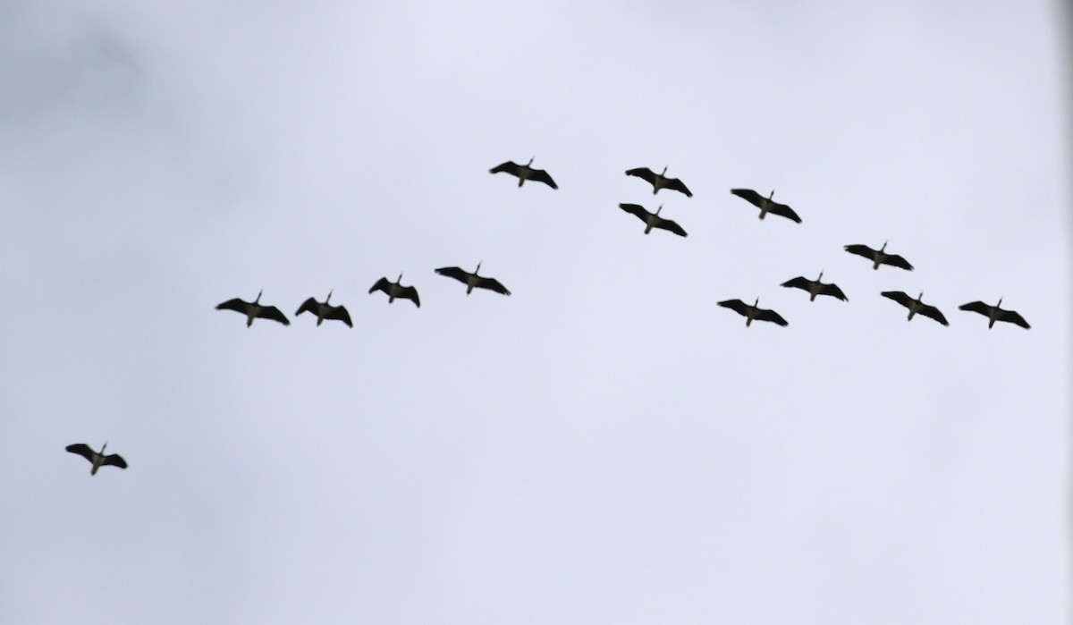 Straw-necked Ibis - ML642150577