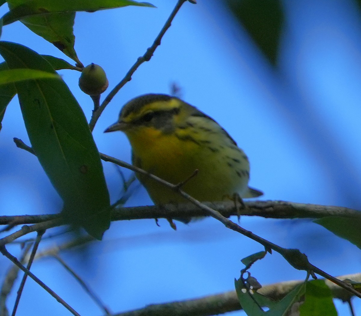 Blackburnian Warbler - ML642150579