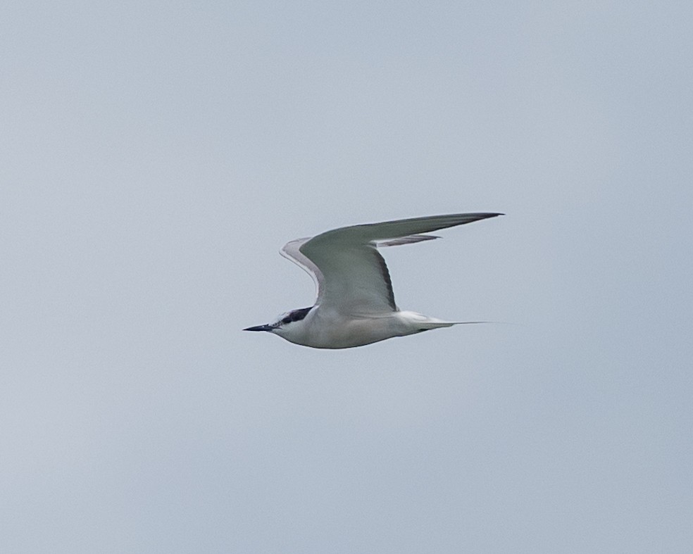 Aleutian Tern - ML642150581