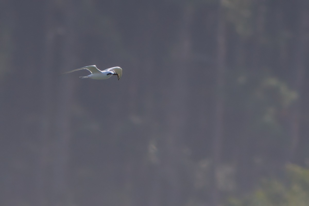 Snowy-crowned Tern - ML642150582