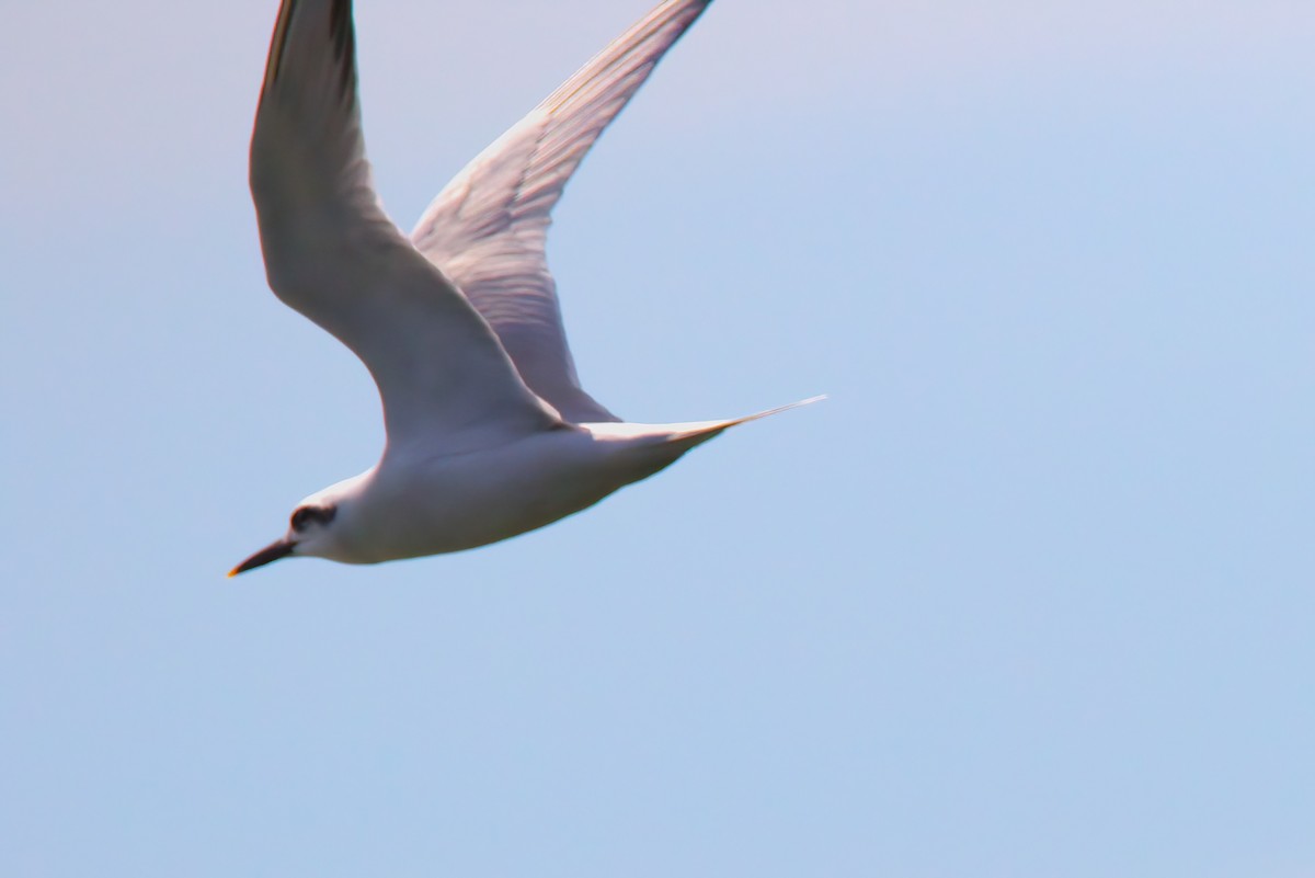 Snowy-crowned Tern - ML642150584