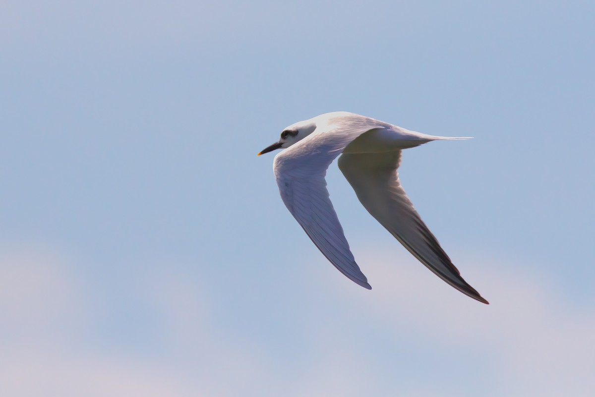 Snowy-crowned Tern - ML642150585