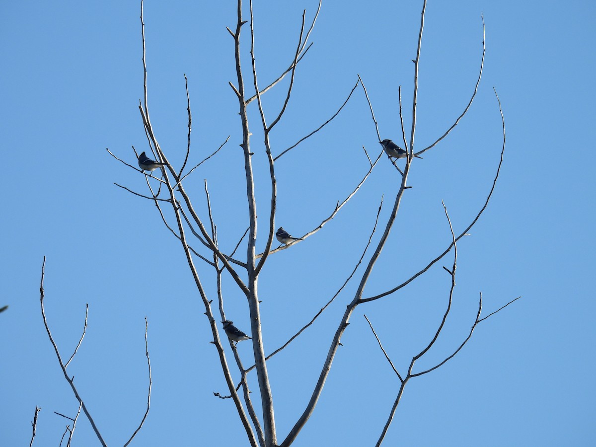 Blue Jay - ML642150588