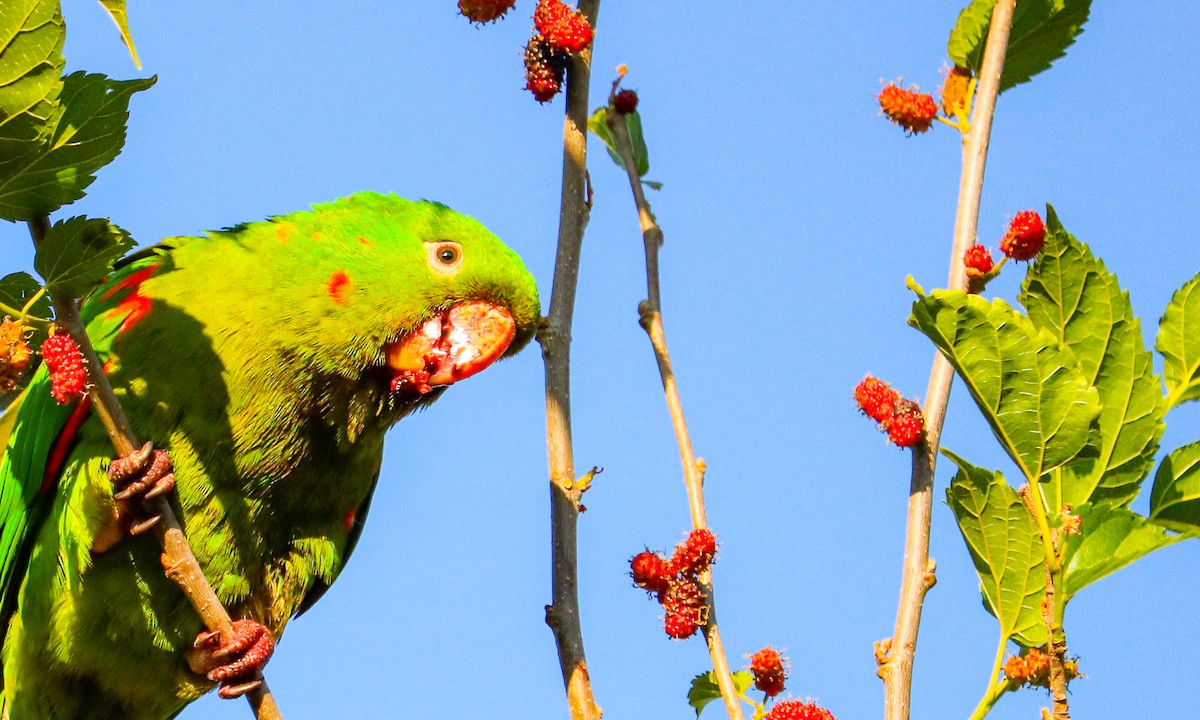 White-eyed Parakeet - ML642150589