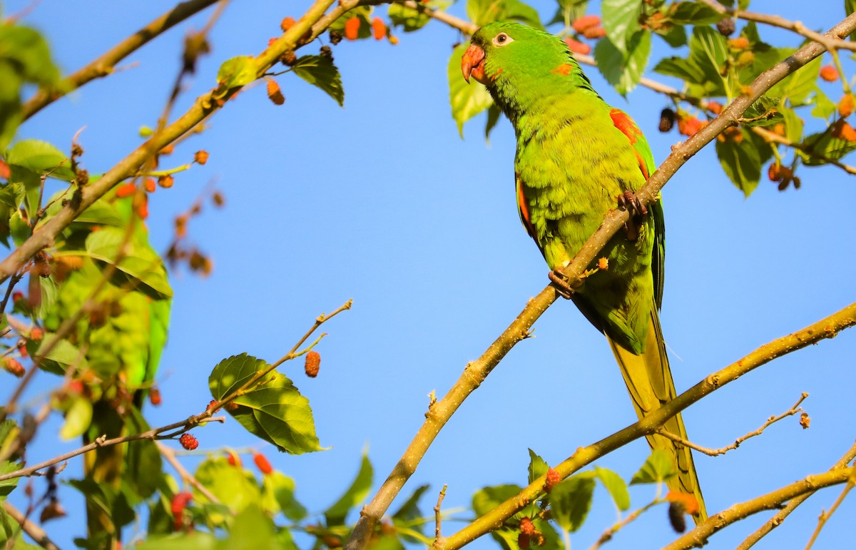 White-eyed Parakeet - ML642150590
