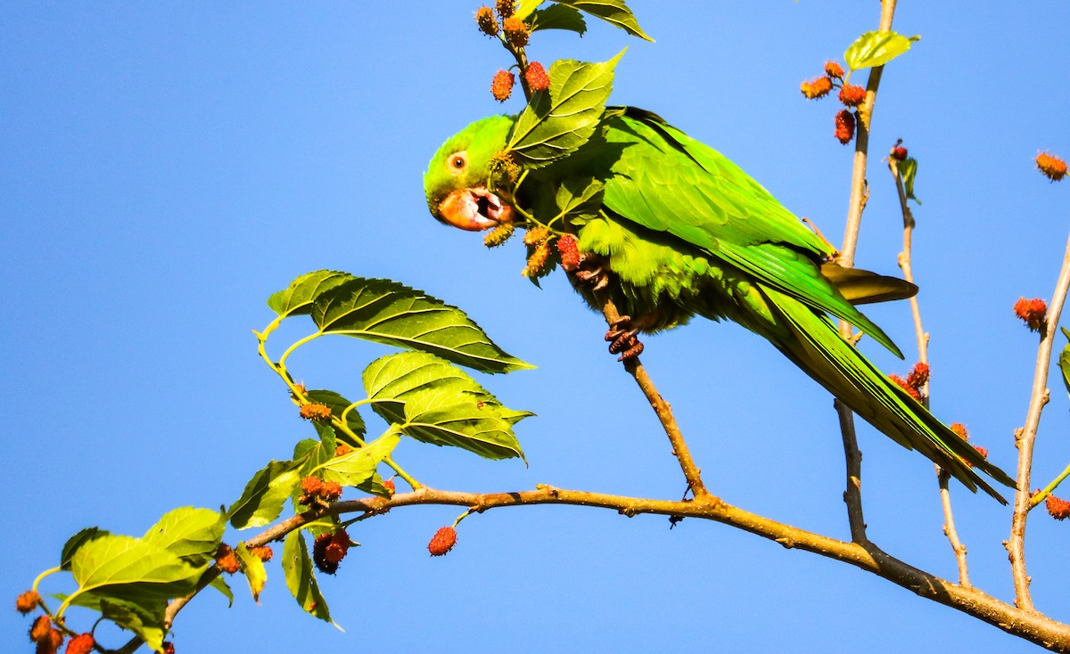 White-eyed Parakeet - ML642150591
