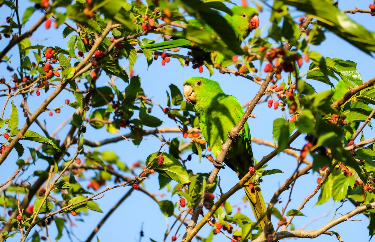 White-eyed Parakeet - ML642150592