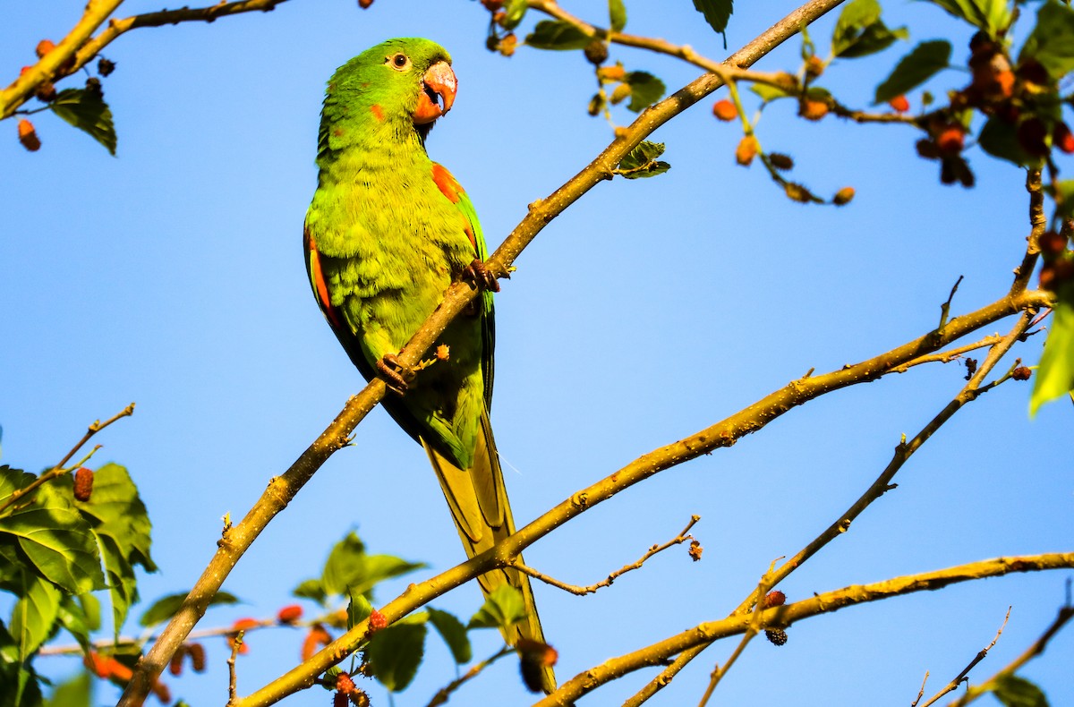 White-eyed Parakeet - ML642150593