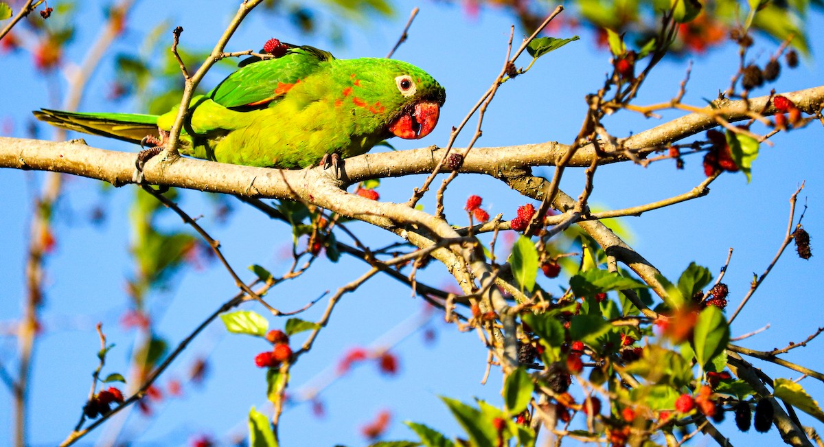 White-eyed Parakeet - ML642150594