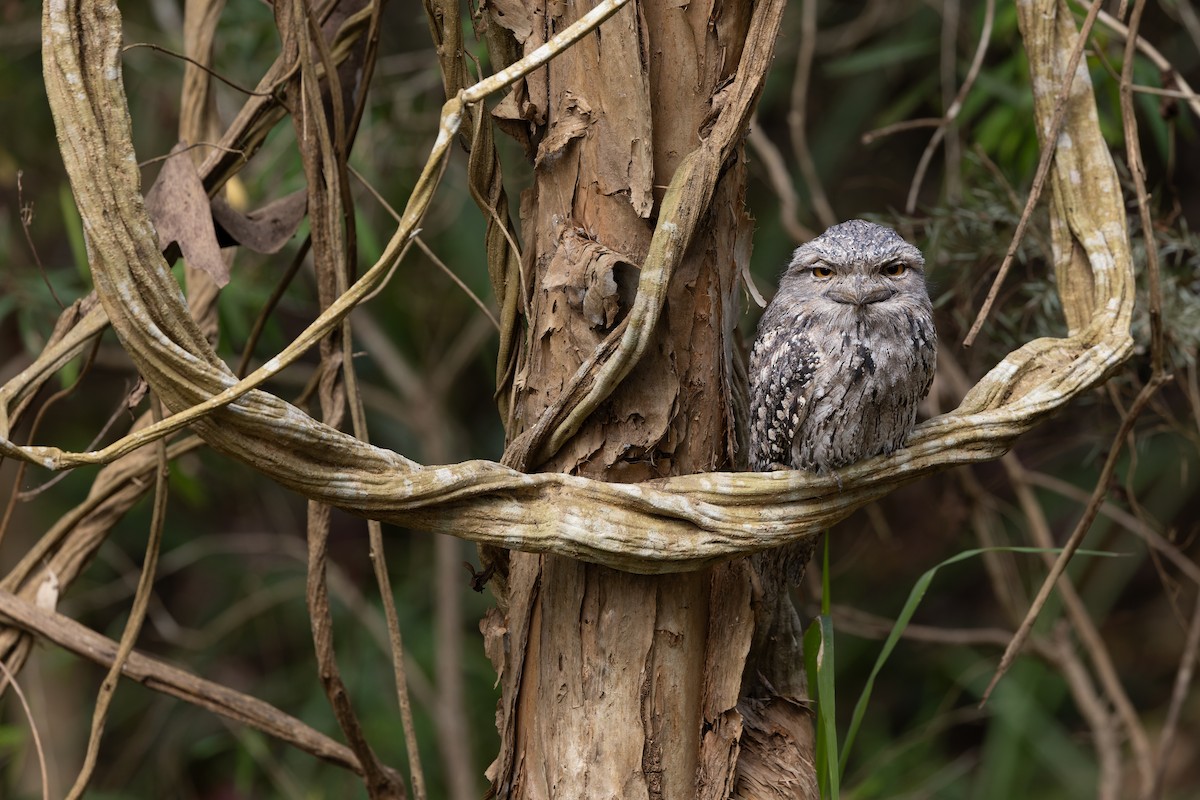 Tawny Frogmouth - ML642150595