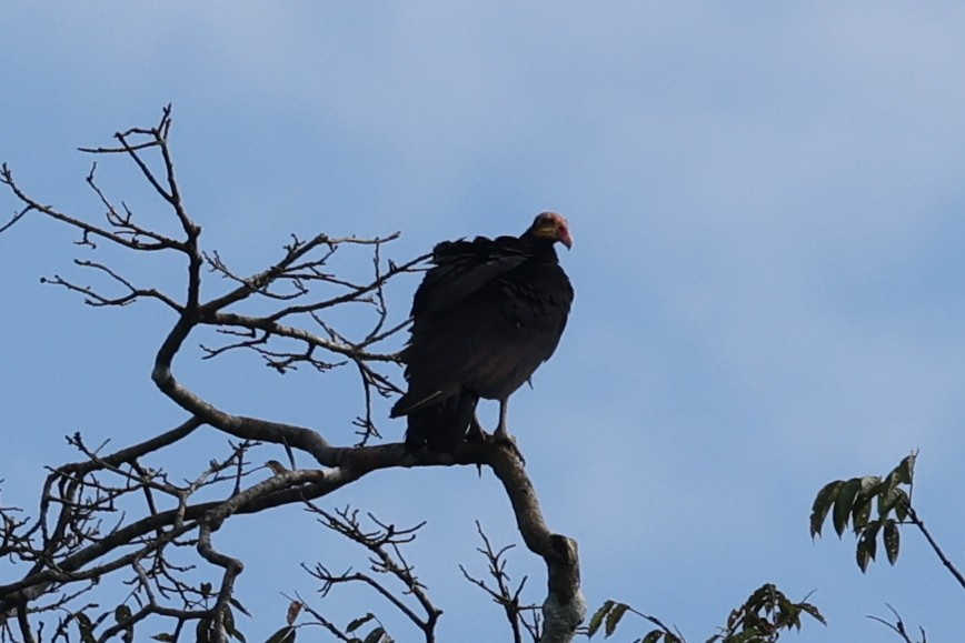 Greater Yellow-headed Vulture - ML642150596