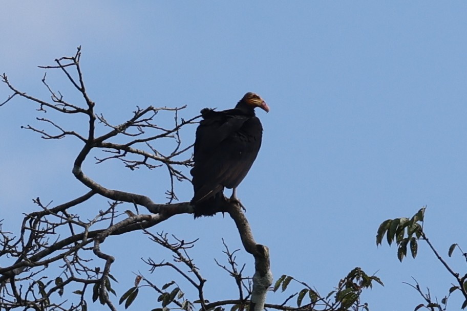 Greater Yellow-headed Vulture - ML642150597