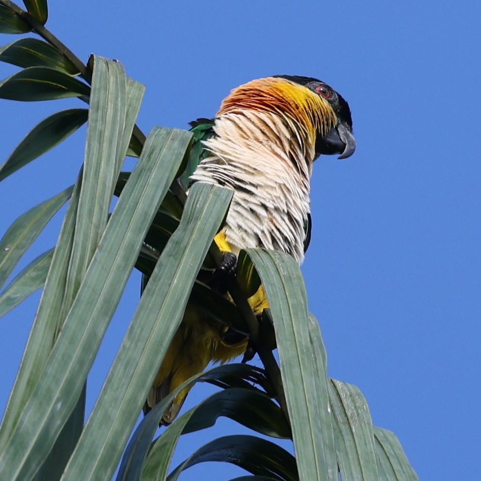 Black-headed Parrot - ML642150599