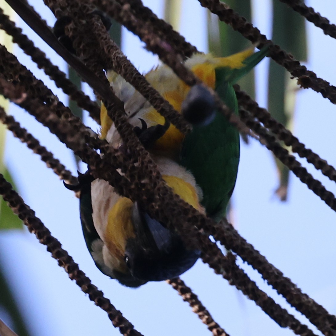 Black-headed Parrot - ML642150600