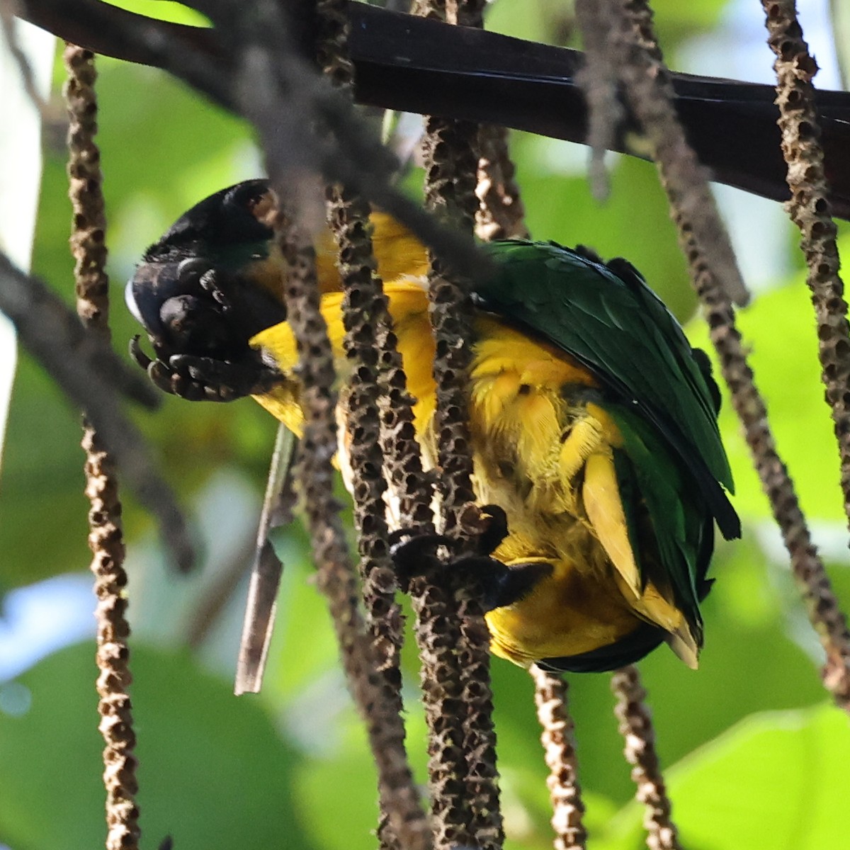 Black-headed Parrot - ML642150601