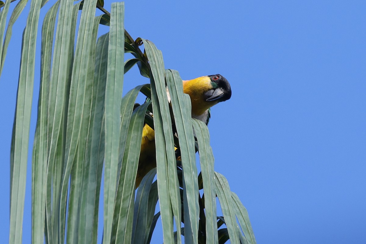 Black-headed Parrot - ML642150604