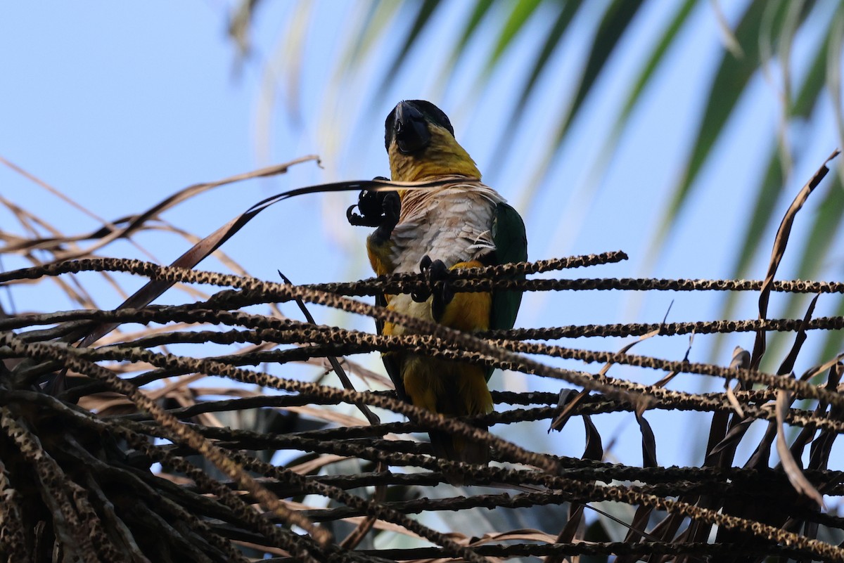 Black-headed Parrot - ML642150605