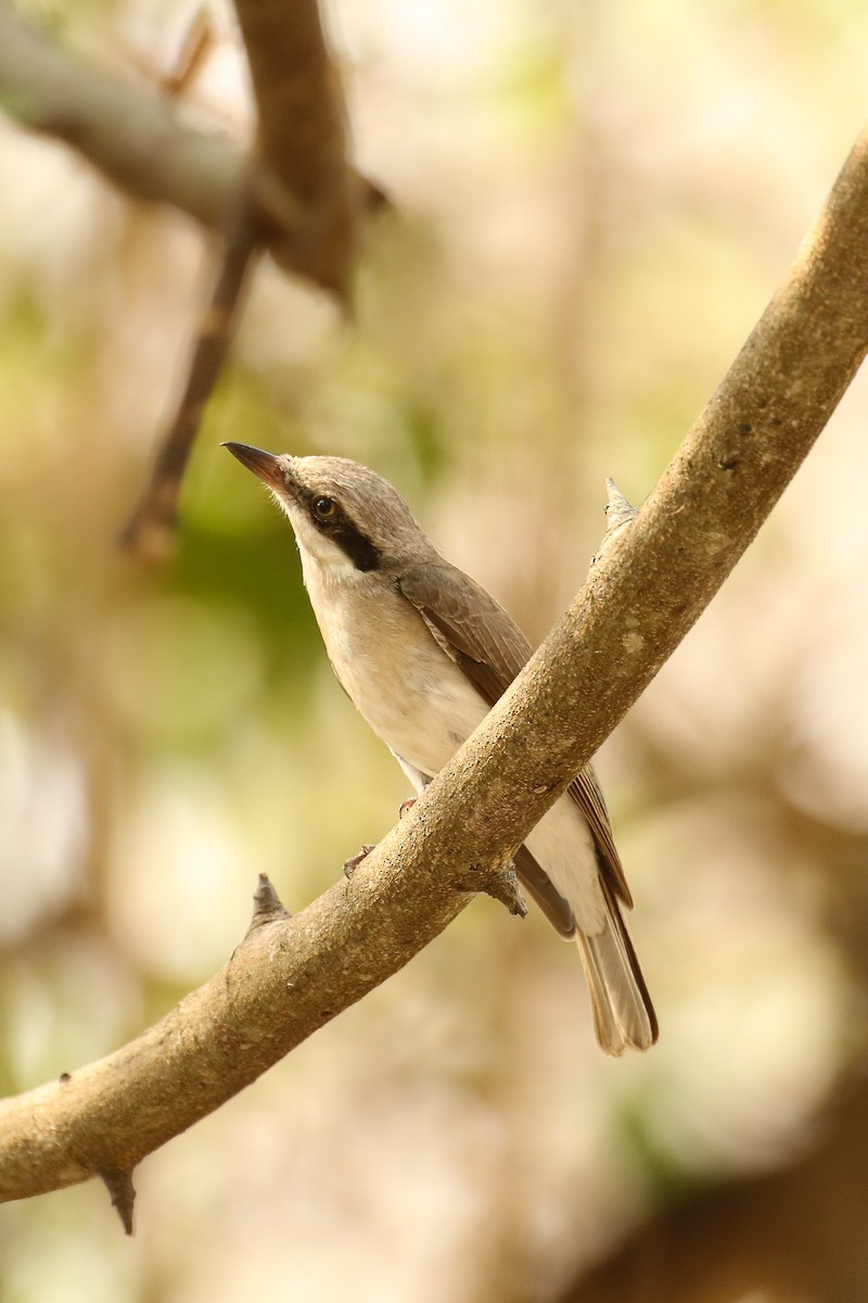 Large Woodshrike - ML642150607