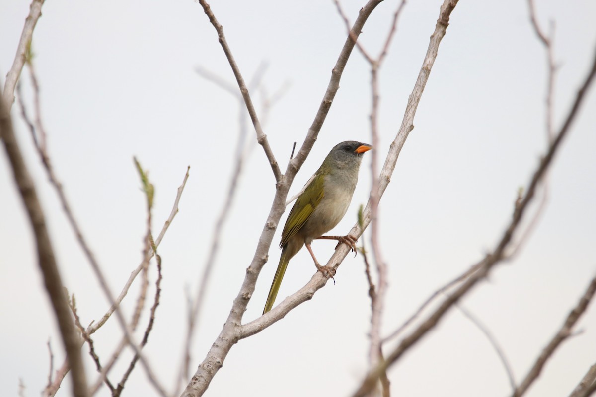Great Pampa-Finch - ML642150609