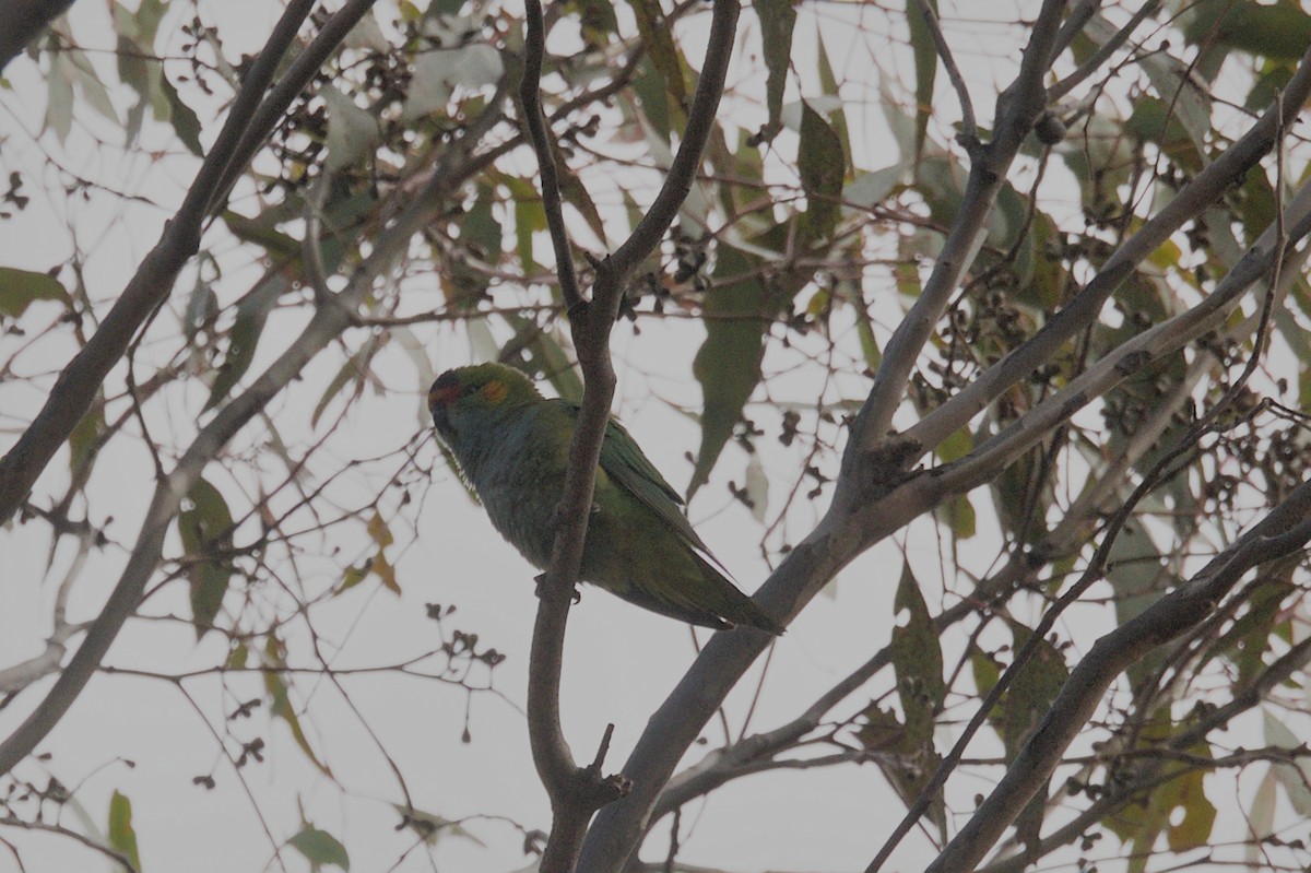 Purple-crowned Lorikeet - ML642150633