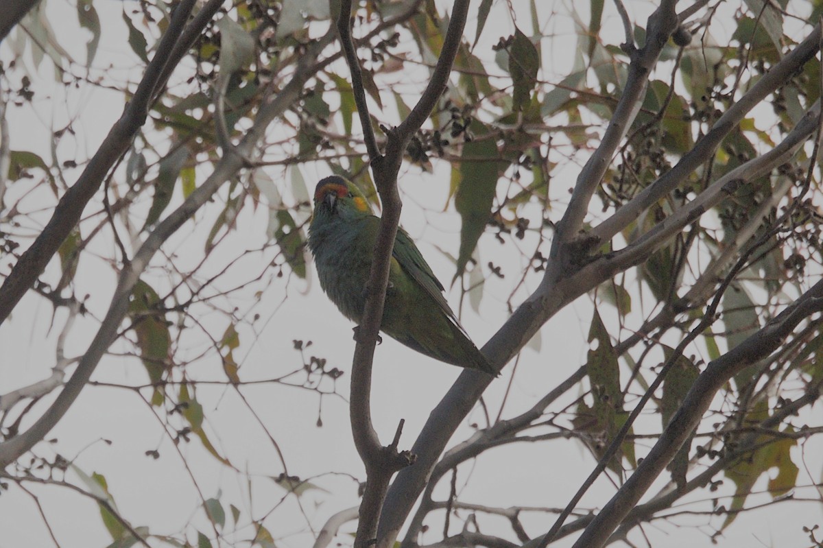 Purple-crowned Lorikeet - ML642150635