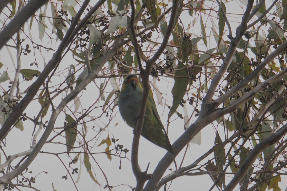 Purple-crowned Lorikeet - ML642150636